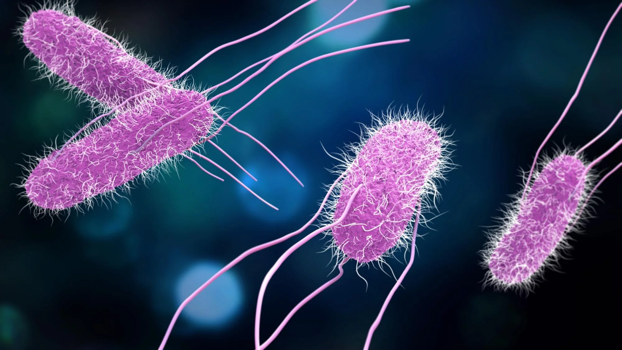 <p><em>Salmonella </em>enterica (Gram-negative bacterium)  </p>
