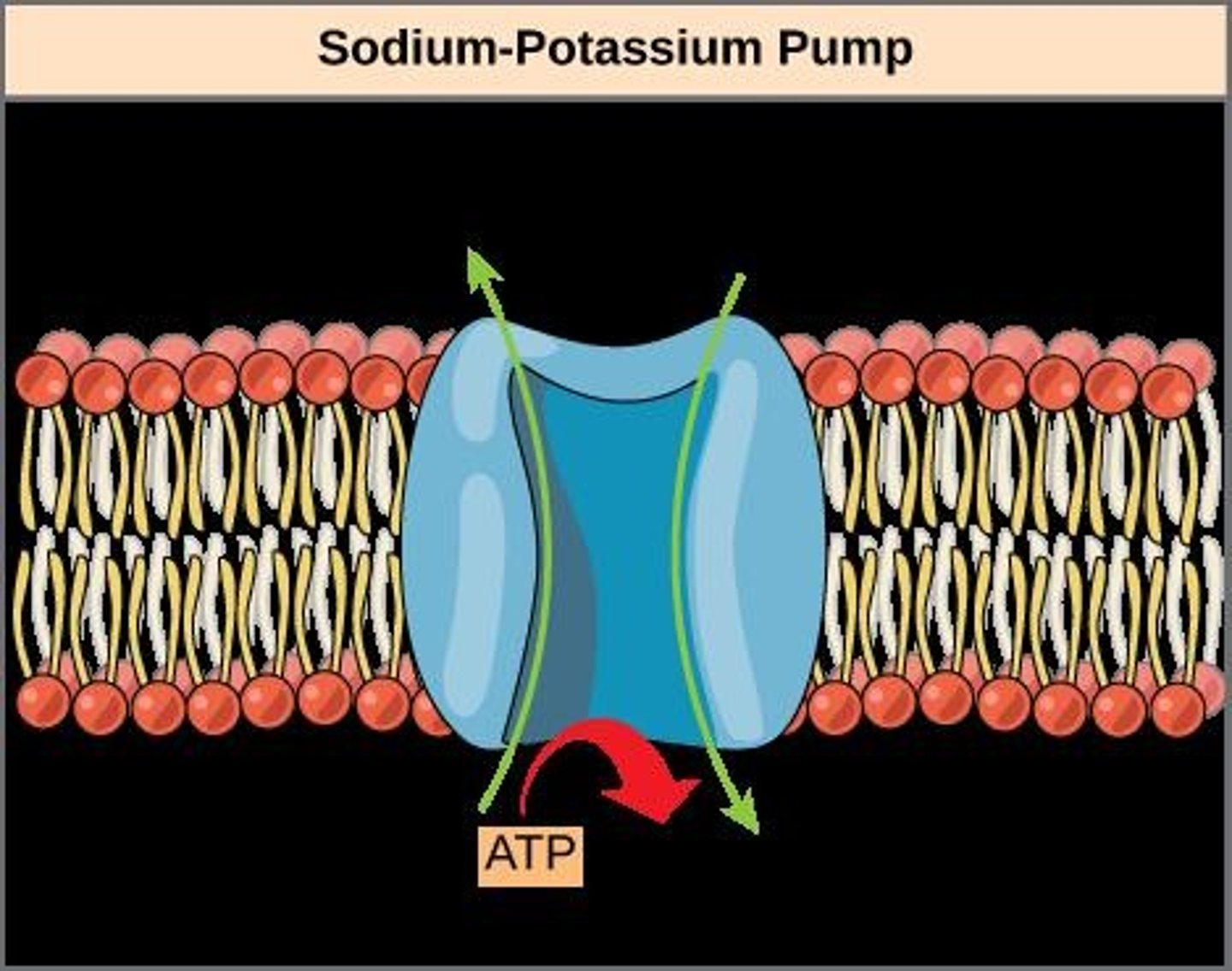 <p>An example of energy coupling using ATP hydrolysis to pump 3 sodium ions out and 2 potassium ions into the cell.</p>
