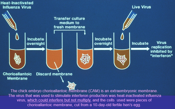 \-1957

\-Issacs and Lindenman were studying viral interference: mechanism whereby infection with virus A inhibits infection with virus B

\-Experiments revealed natural substance with antiviral activity (“interferon”)

\
