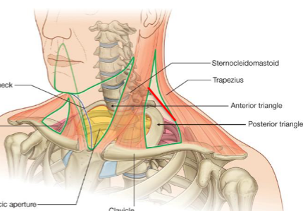<p>In the posterior triangle</p><p><span><span>Approx. 1/3 down SCM to 1/3 up trapezius</span></span></p>