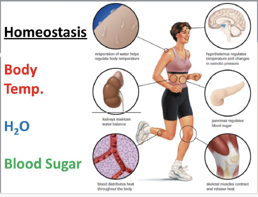 <p>Constant maintenance of internal conditions in a cell or organism despite changes in the external environment.</p>