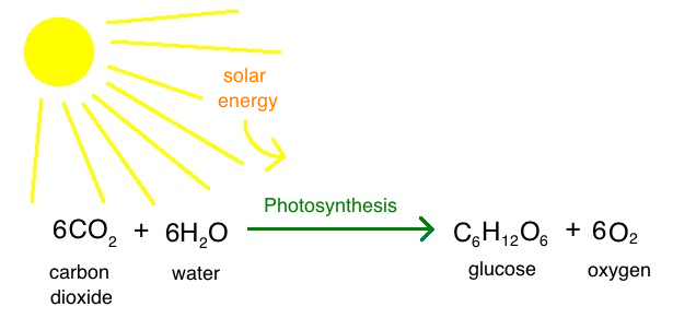 Photosynthesis equation. Left side - Reactants; Right Side - Products