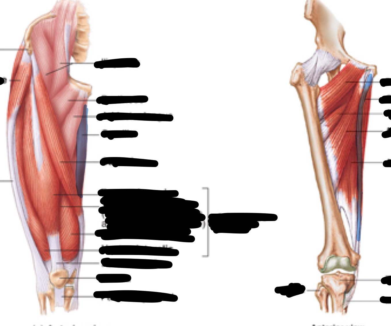 <p>Name, origin, insertion, innervation</p>