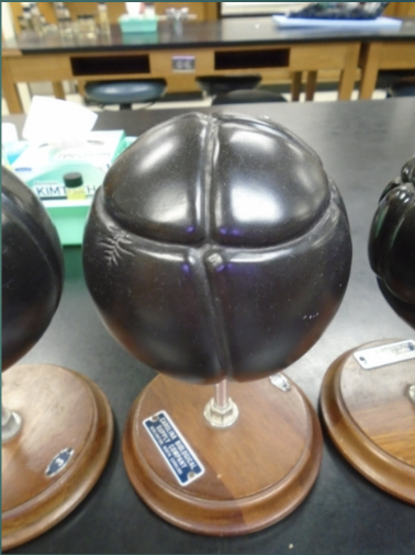<p>explain the state of the embryo in terms of the third cleavage process (according to this model).</p>