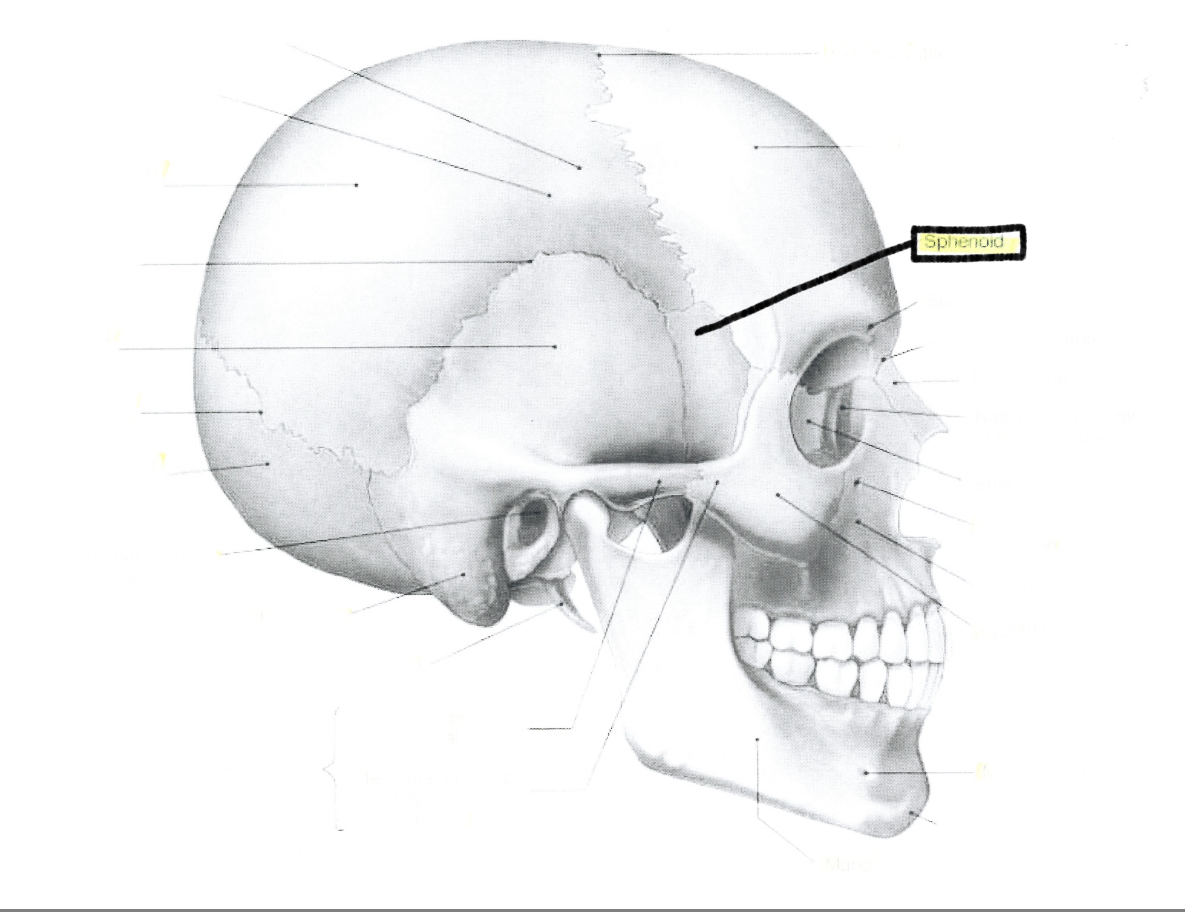<p>Sphenoid</p>