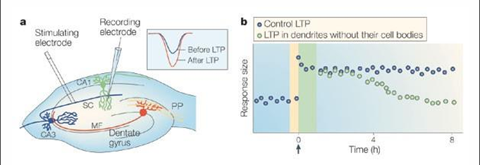 <ul><li><p>Early-phase LTP (< 3 uur) is onafhankelijk van eiwit synthese </p></li><li><p>Late-phase (> 3 uur) heeft eiwit synthese nodig</p></li></ul><p></p>