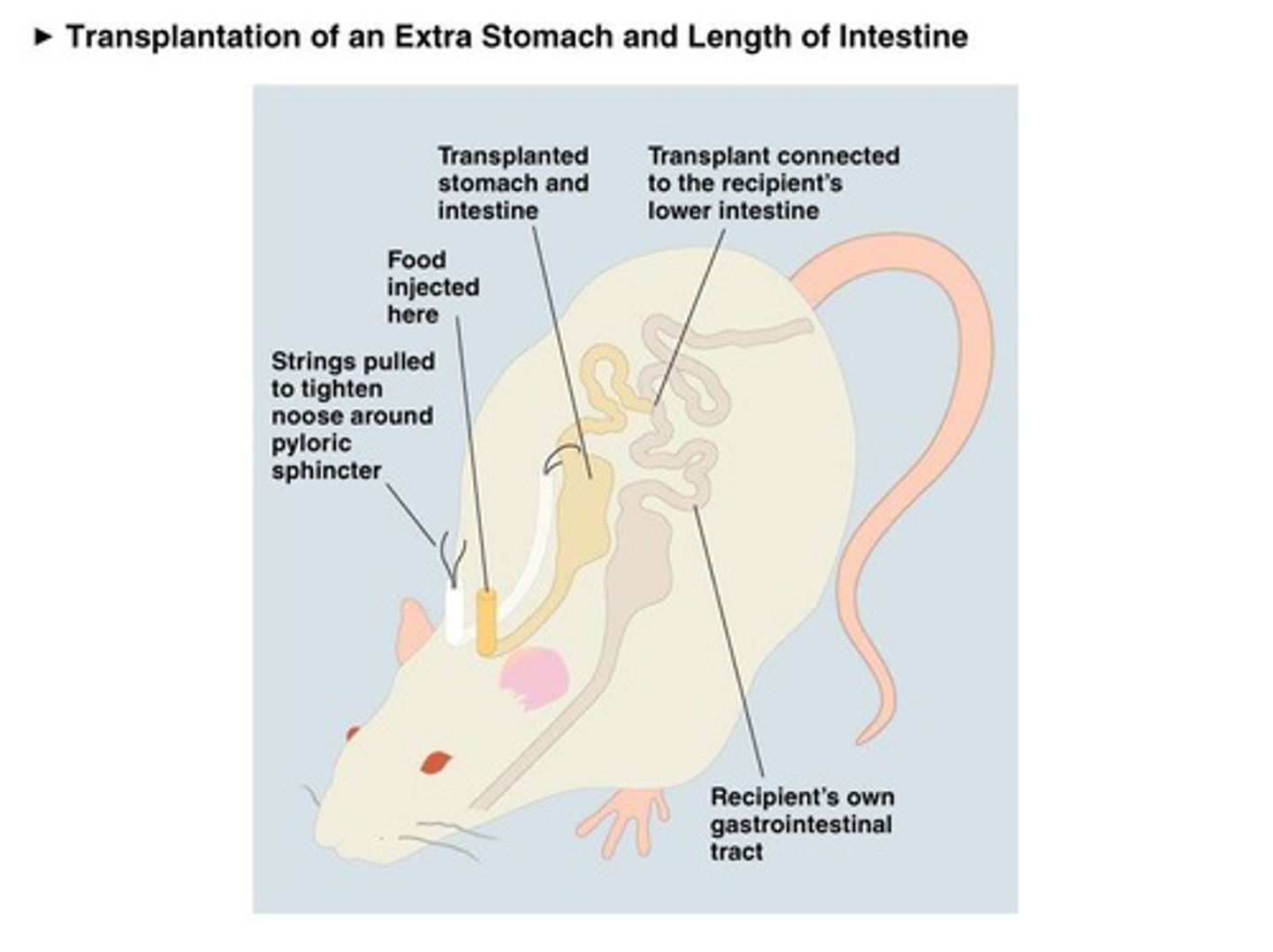 <p>Rats expressed sated behavior when food was injected, suggesting gastrointestinal satiety reaches the brain through the blood.</p>