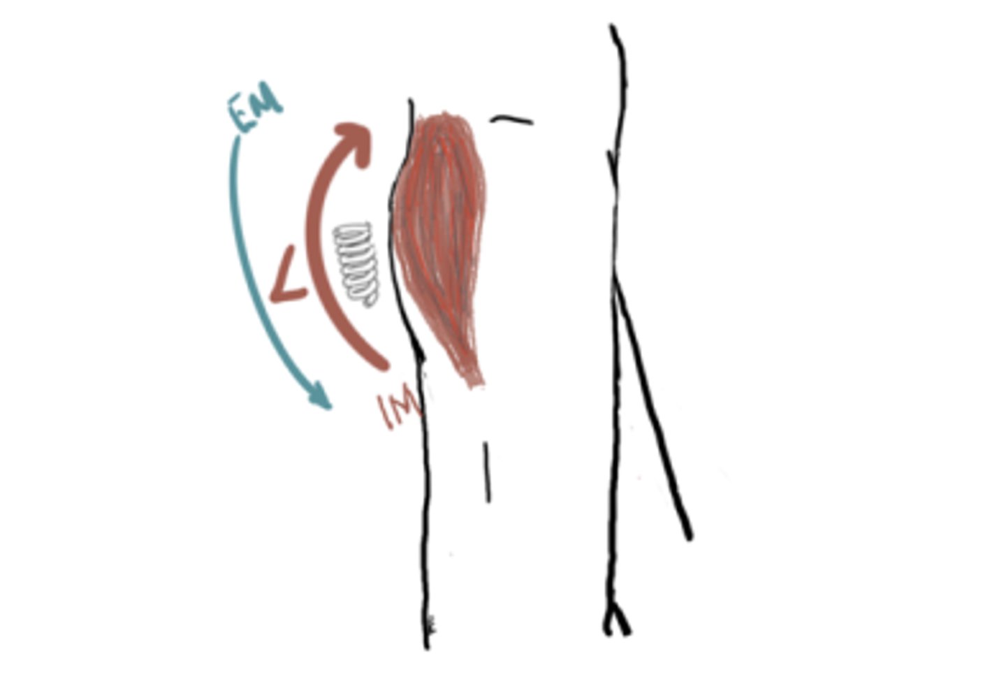 <p>IM: Extension moment (glutes)</p><p>EM: Flexion Moment</p><p>IM&gt;EM (concentric)</p><p>Angle = 0° neutral</p>