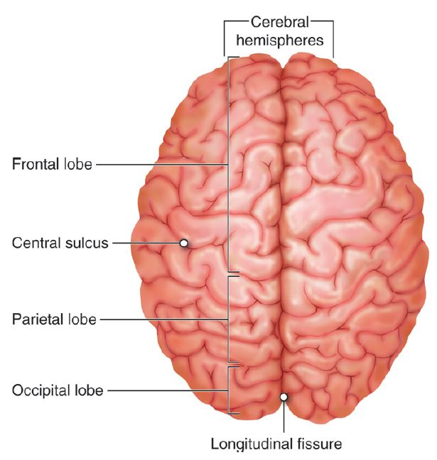 <p>brain viewed from top</p>