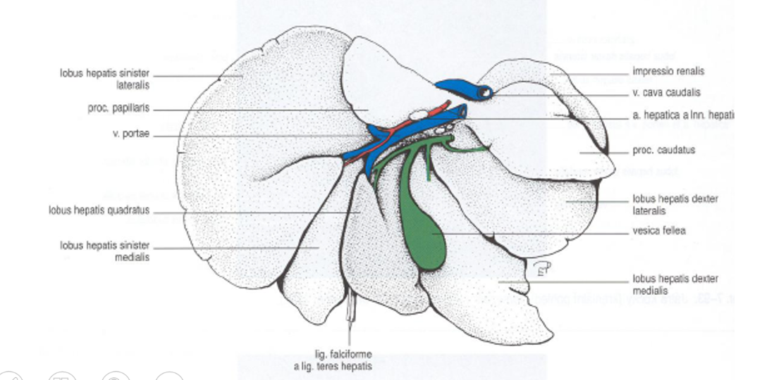 <ol><li><p>margo dorsalis</p></li><li><p>margo dexter</p></li><li><p>margo ventralis</p></li><li><p>margo sinister</p></li><li><p>lobus hepatis sinister lateralis</p></li><li><p>lobus hepatis sinister medialis</p></li><li><p>lobus quadratus</p></li><li><p>lobus hepatis dexter medialis</p></li><li><p>lobus hepatis dexter lateralis</p></li><li><p>processus cadatus (of lobus caudatus)</p></li><li><p>processus papillaris (of lobus caudatus)</p></li></ol><ol start="13"><li><p>porta hepatis - <span>centre of facies visceralis, hepatic arteries, veins and ducts go through here.</span></p><ul><li><p>we continue from here into ductus hepaticus sinister et dexter <span>which fuse to form ductus communis further down, sends bile from parenchyma, and leaves through porta hepatis → collum vesicae felleae → ductus cysticus continues from here - which together with ductus communis forms ductus choleductus.</span></p></li></ul></li><li><p>vesicae felleae, with fundus vesicae felleae</p><ul><li><p>formed in the fossa vesicae felleae - on facies visceralis of liver. </p></li><li><p>absent in eq. </p></li></ul></li></ol><p>Facies visceralis is shown - <span>touches other organs, while the opposite side, facies diaphragmatica touches the diaphragm.</span></p>