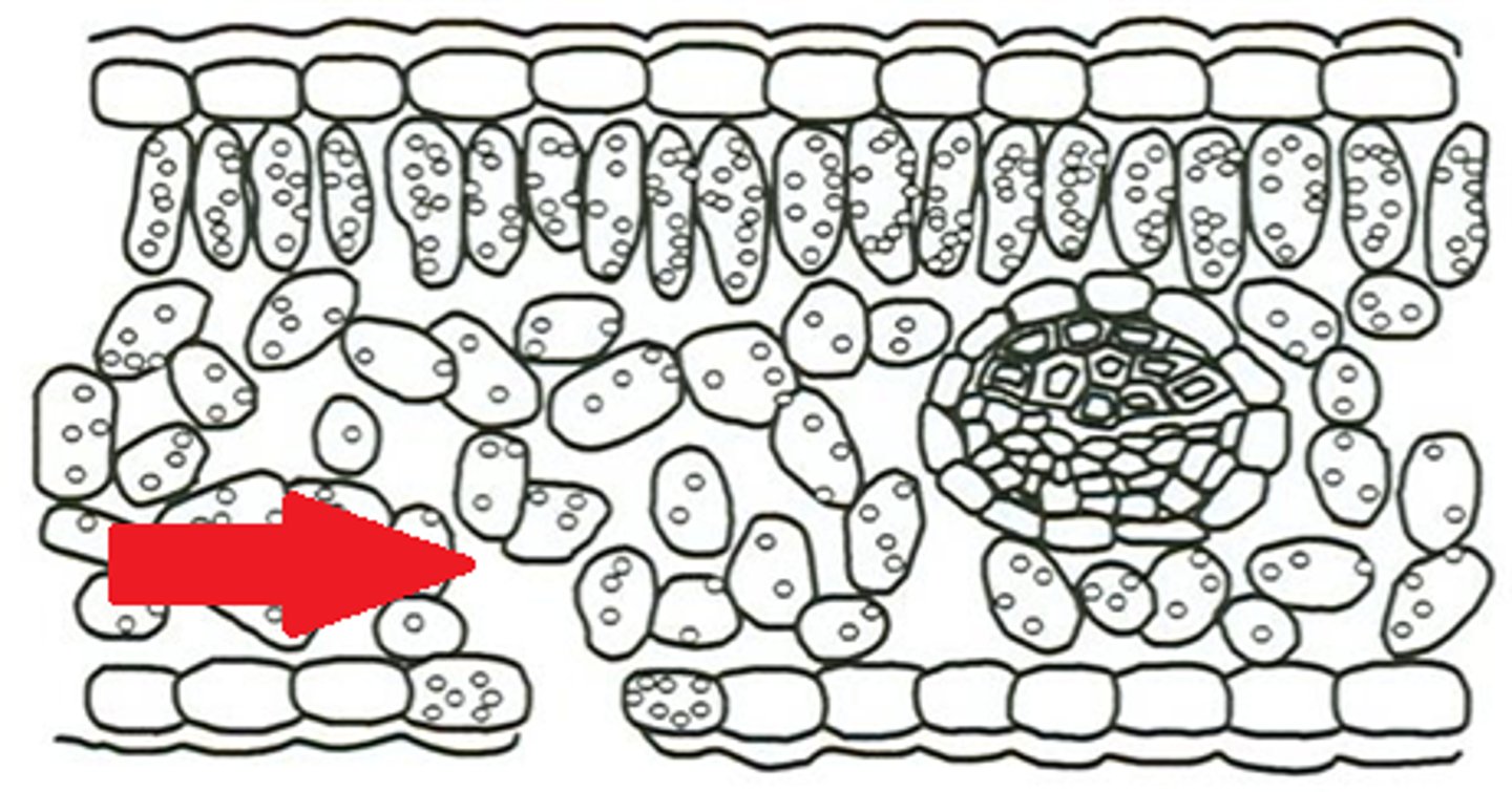 <p>Layer of tissue beneath palisade mesophyll, packed loosely for efficient gas exchange with increased surface areas</p>