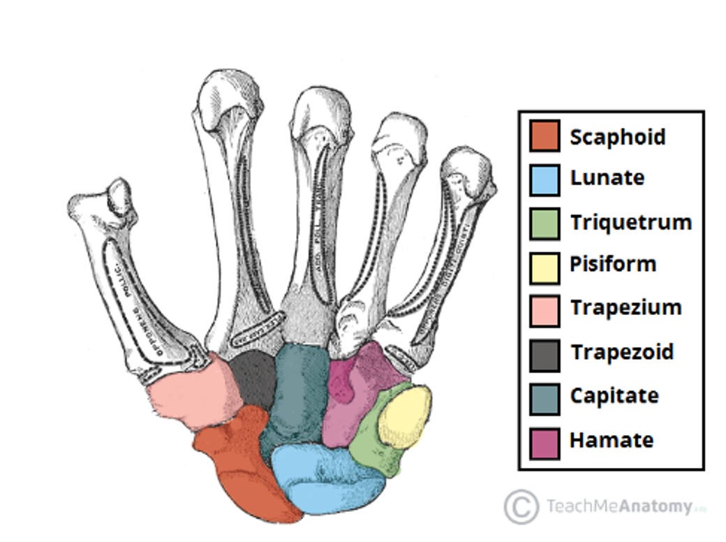 <p>8 small bones in the proximal hand</p>