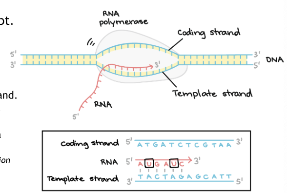 <p>Unwinds DNA to access the template strand (only exposes around 10-20 nucleotides at a time)</p><p>Connects the RNA nucleotides using DNA as a template</p><ul><li><p>produces RNA transcript in a 5’ to 3’ direction</p></li><li><p>Temporary attachment</p></li></ul><p></p>