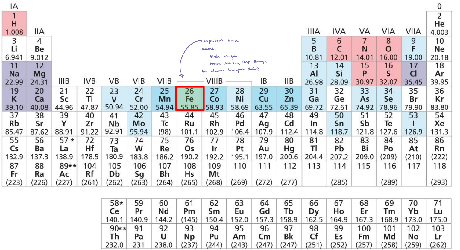 <ul><li><p>Important trace element. </p><ul><li><p>Binds oxygen. </p></li><li><p>Moves electrons (especially through the electron transport chain). </p></li></ul></li></ul><p></p>