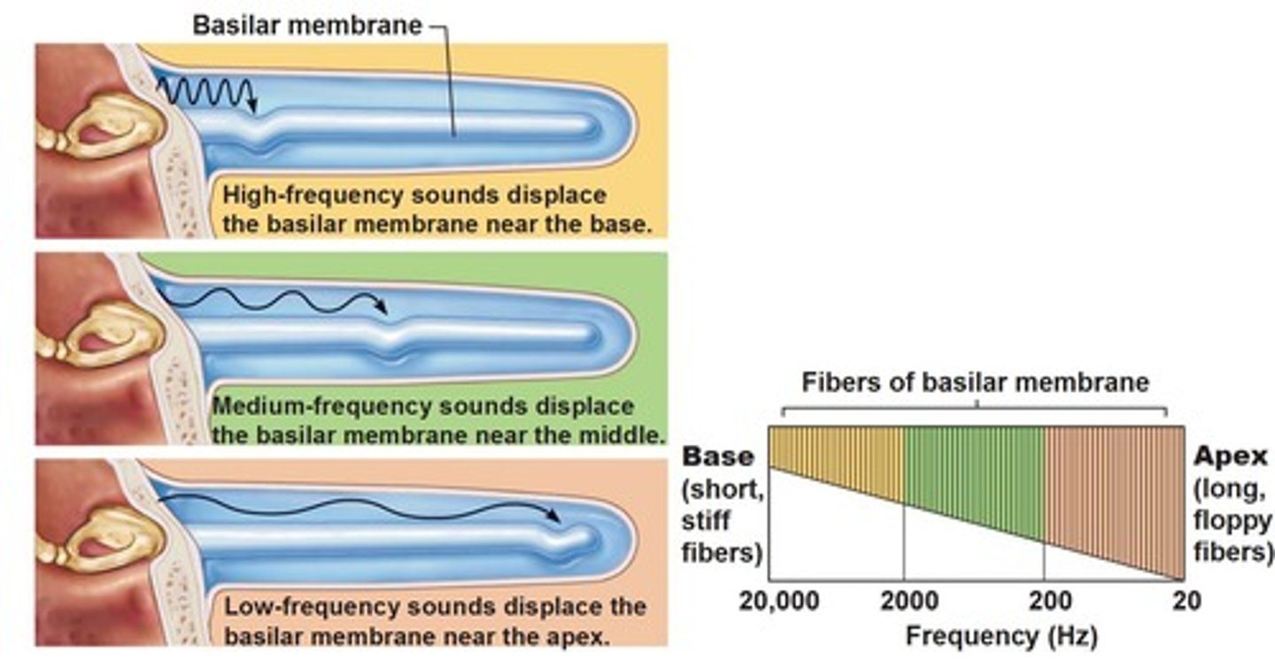 <p>Decomposes complex sounds into their component functions "tonotopically" with high frequencies causing thicker, basilar side to vibrate and lower frequencies causing thinner, apical end to vibrate.</p><p>Contains hair cells that convert sounds to electrical signals.</p>