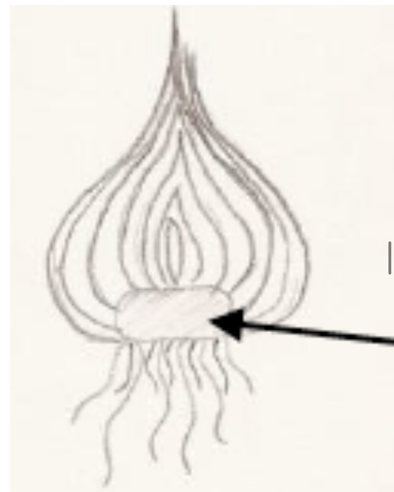 <p><span>Type of Underground Stem Modification</span></p>