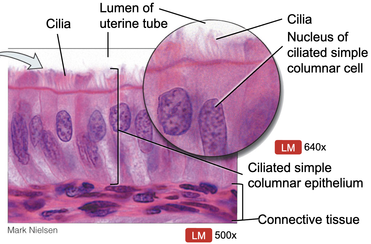 <ul><li><p>fallopian tubes (oviducts)</p></li><li><p>function: absorption, secretion, exchange</p></li><li><p>function of cilia: moves substances across apical surface </p></li></ul><p></p>