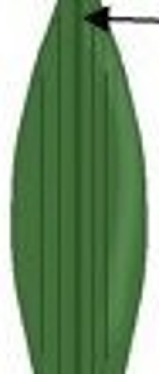 <p>a plant whose leaf's venation is parallel</p>