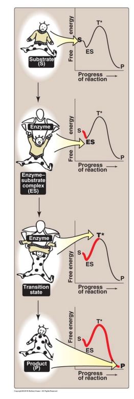 <p>Enzymer senker aktiveringsenergien ved å stabilisere overgangsfasen. Stabilisering av overgangsfasen gir en alternativ reaksjonsvei.</p><img src="https://knowt-user-attachments.s3.amazonaws.com/ca311c4d-27e9-4004-898c-8f0319775e37.png" data-width="25%" data-align="center"><p></p>