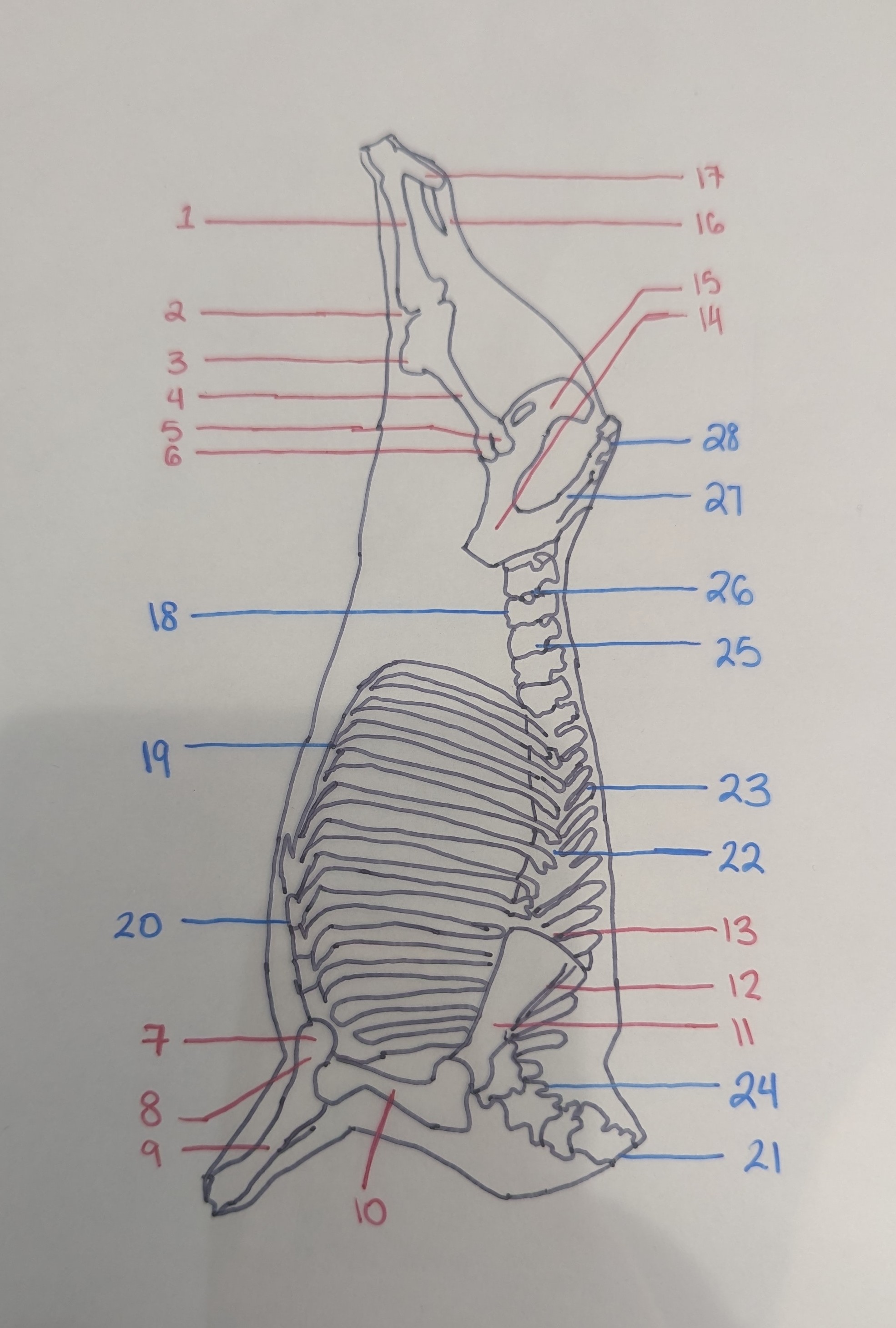 <p>sacral vertebrae/sacrum</p>