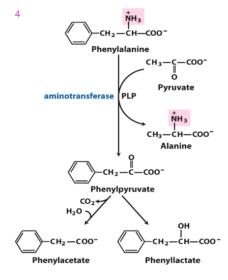 <p>phenylpyruvate, then phenylacetate and phenyllactate, which are phenylketone derivatives</p><p>- these are excreted in urine, hence the name phenylketonuria</p>