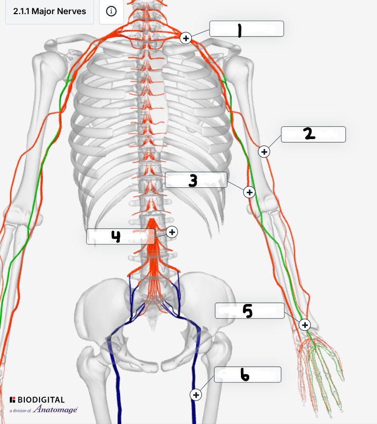 <p>Label the major nerves</p>