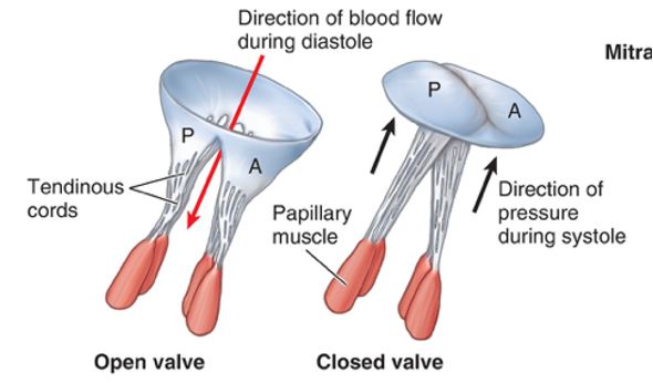 <ul><li><p>between atrium and ventricle</p></li><li><p>Tricuspid (Right Atrium → Ventricle) (3 cusps) </p></li><li><p>Mitral (Left Atrium → Ventricle) (2 cusps)</p></li><li><p>After a ventricular contraction, pressure in the ventricles exceeds the pressure in the atria, so the AV valves shut</p></li></ul><p></p>