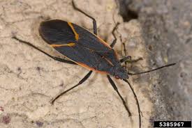 <p>Common name of order: Stink Bugs, cicadas, aphids. Neopteran. Hemimetabolous.</p>