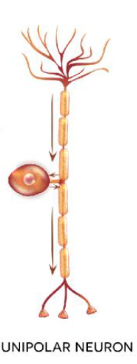 <p>1 process dividing from the cell body like a T; found in PNS ganglia.</p>