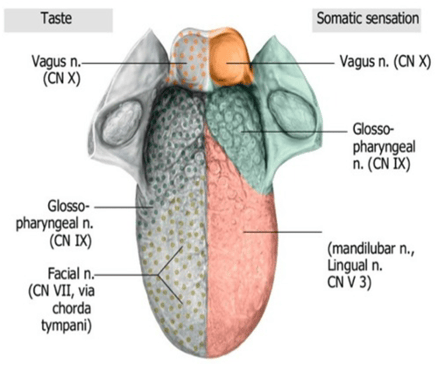 <p>Glossopharyngeal nerve (CN IX)</p>