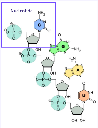 <p>Has phosphorus, a nitrogenous base, and deoxyribose or ribose sugars</p>