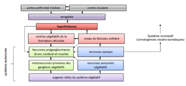 -rassemblement hétérogène de noyaux à la base du diencéphale
-il reçoit des infos sensorielles végétatives et somatiques, signaux chimiques et hormonaux
-il reçoit des infos contextuelles en provenance du cerveau antérieur médian
-il permet d'intégrer et de comparer les infos reçues à des valeurs biologiques fixes
-il présente des réponses motrices végétatives et somatiques, neuroendocrines et comportementales
-il intègre à la fois l'information contextuelle et sensorielle = pour moduler l'activité du SNA