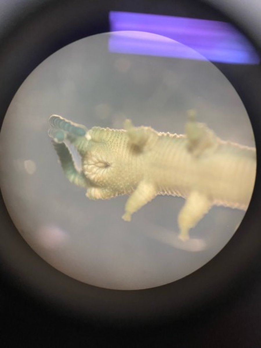 <p>What is the common name of this species?</p>