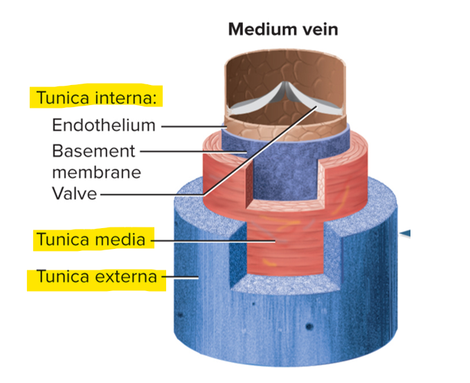 <p>Tunica interna, tunica media and tunica externa </p>