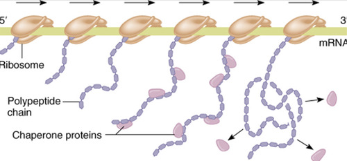 <p>Assist in the process of folding and forming the structure of the polypeptide chain during translation. During translation we see multiple copies of a protein are made simultaneously. The ribosome moves along the mRNA from 5&apos; to 3&apos;</p>