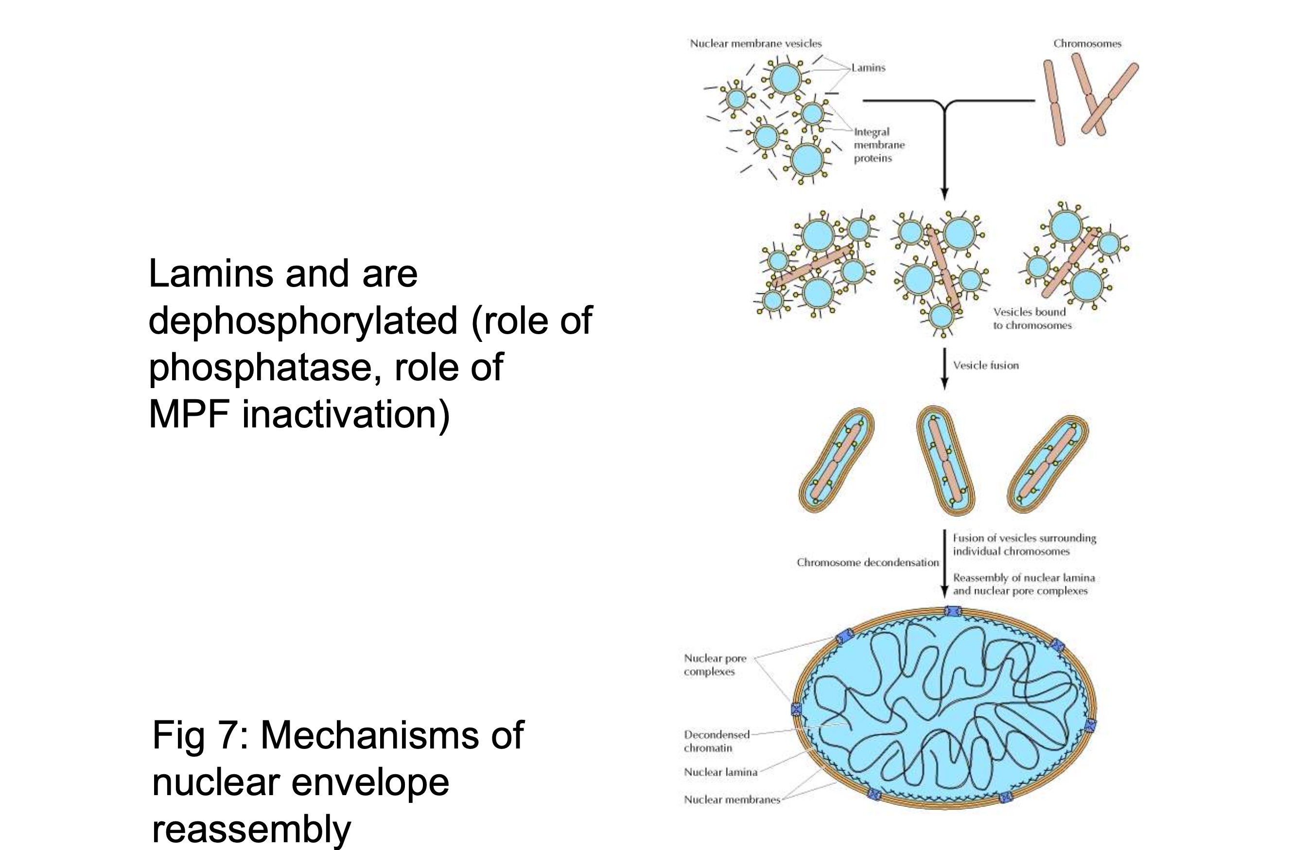 <p>MPF inactive</p><ol><li><p>the nuclear membrane vesicles bind to chromosomes </p></li><li><p>vesicles fuse around the chromosomes to form envelope</p></li><li><p>fusion of vesicles surrounding each chromosome</p></li><li><p>chromsome de-condensation</p></li></ol><p></p>