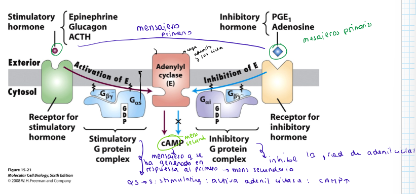 <p><strong>Activación:</strong></p><ul><li><p>Se une la hormona estimuladora (adrenalina/glucagón/ACTH) (mensajero primario) al receptor de la hormona estimuladora.</p></li></ul><ul><li><p>Estimula el complejo de la proteína G (mensajero secundario).</p></li><li><p>La subunidad alfa s (s: stimulating) activa la adenil ciclasa.</p></li><li><p>La adenil ciclasa aumenta los niveles de cAMP (mensajero secundario).</p></li></ul><p><strong>Inhibición:</strong></p><ul><li><p>Se une la hormona inhibitoria (PGE1/adenosina) (mensajero primario) al receptor de la hormona inhibitoria.</p></li><li><p>Se forma complejo de la proteína G inhibitorio. Inhibe la Adenil Ciclasa.</p></li><li><p>Disminuye los niveles de cAMP (mensajero secundario).</p></li></ul><p></p>