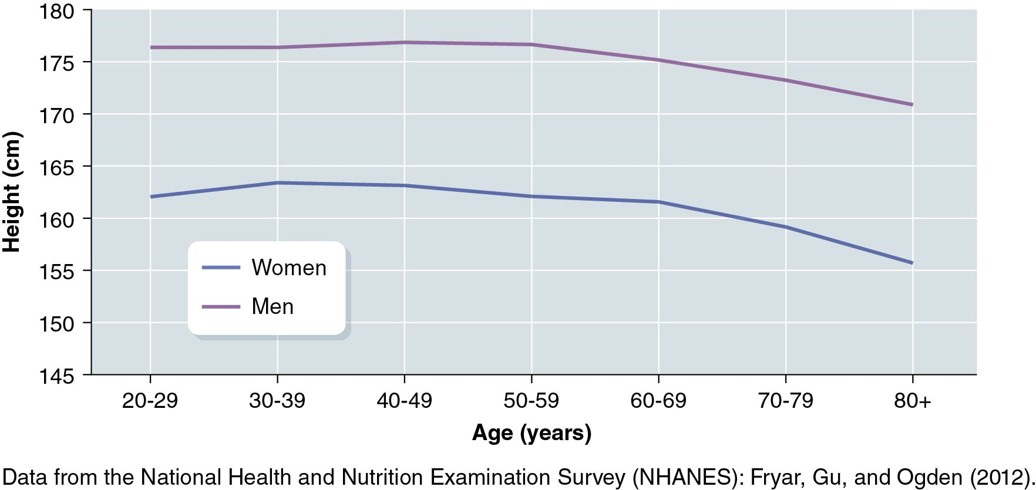 <ul><li><p>Growth ends for humans in the late teens or early 20s</p></li><li><p>Stable in adulthood</p></li><li><p>May decrease in older age</p><ul><li><p>compression of cartilage pads, mainly in the spine</p></li><li><p>osteoporosis: decreased bone density that can lead to decreased height due to compression fractures of the vertebrae (which can lead to kyphosis aka “dowager’s hump”) and increased pressure in the abdominal cavity</p></li></ul></li></ul>