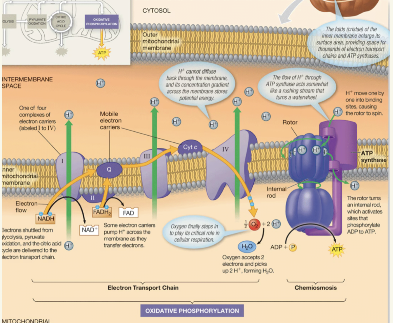 <p>Step 1: Electrons shuttled from earlier are delived to the ETC</p><p>Step 2: Electrons are passed from complexes 1 and 2</p><p>Step 3: Electrons are passed through each protein complex before getting captured by Oxgen (which quikcly forms water)</p><p>Step 4: As electrons are passed between the protein complexes they provide energy to pump H+ into the inter membrane space</p>