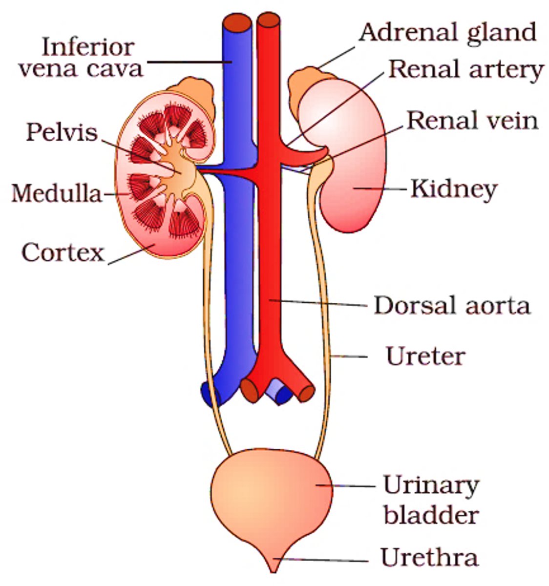 <p>What is the role of the ureters that comprise the human urinary system?</p>