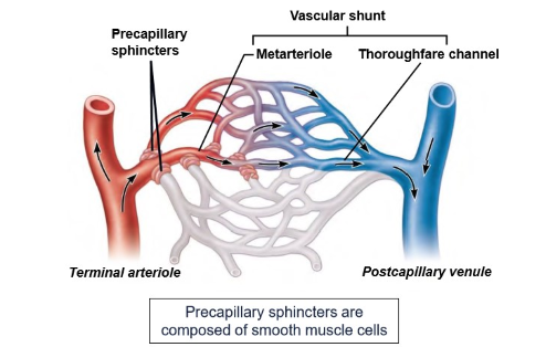 <p>How big is a continuous capillary? what structures is it made of?</p>