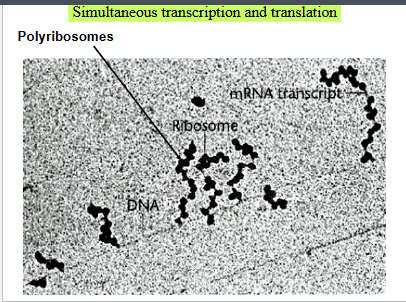 <p>There is no nucleus so multiple ribosomes can translate the same mRNA at once creating a polyribosome&nbsp;</p><p></p>