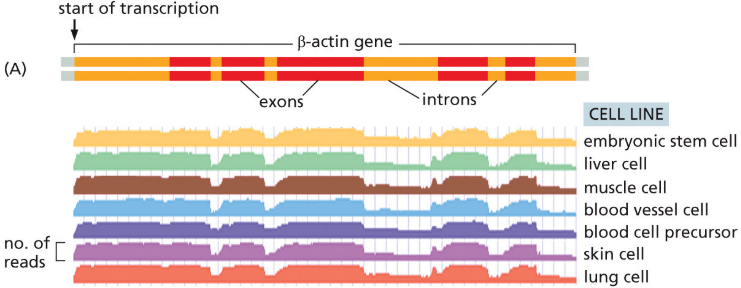 <p>can be used to discover which RNA are expressed in a particular cell type</p>