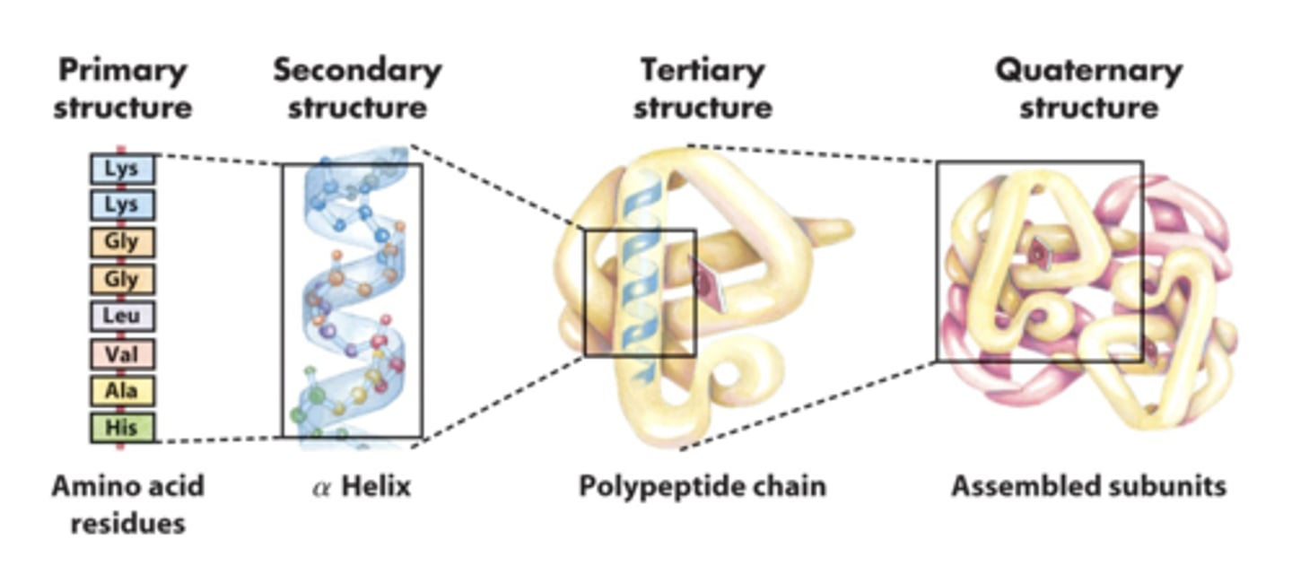 <p>Primary: amino acids in polypeptide chain</p><p>Secondary: local folded structures (α helix &amp; β pleated sheet)</p><p>Tertiary: overall 3D shape</p><p>Quaternary: multiple chains</p>