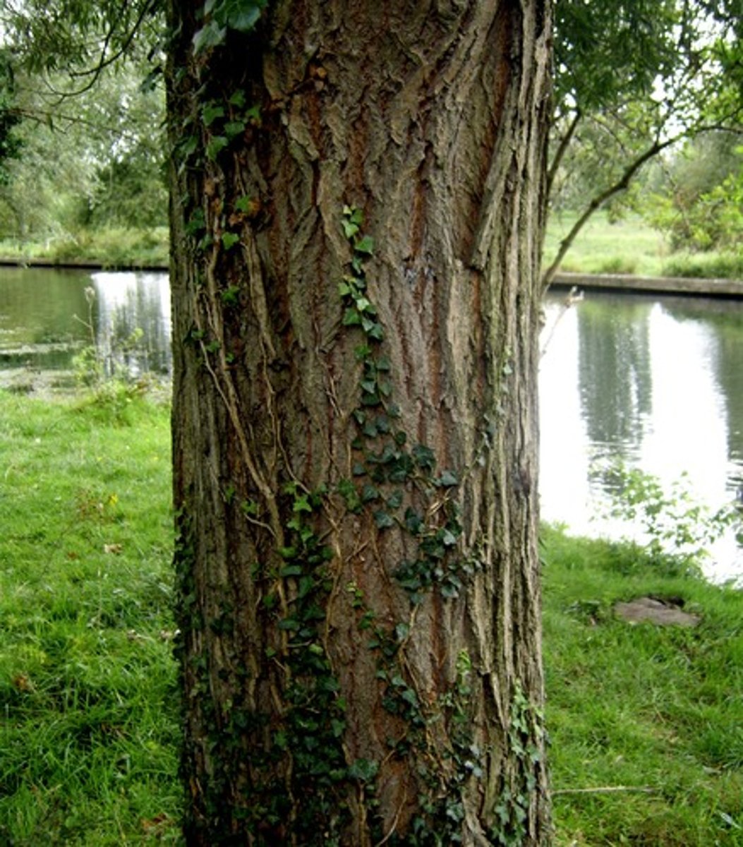 <p>thân cây</p>