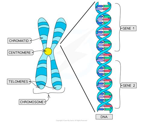 <p><strong>CHROMOSOMES</strong></p>