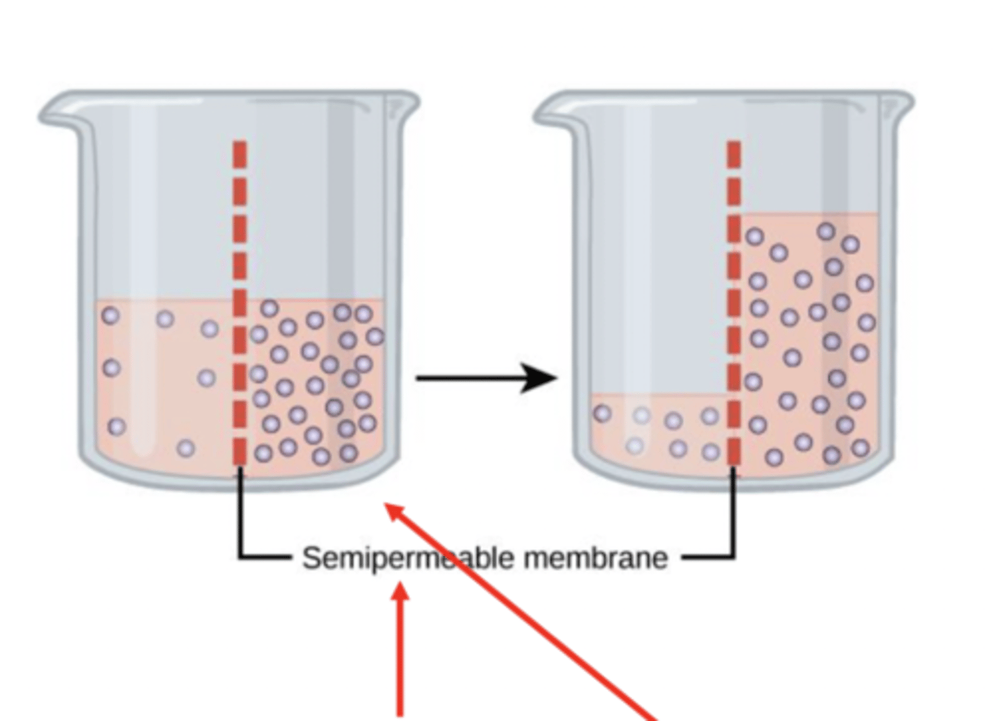 <p>the right side has more solute, thus greater osmotic pressure that will pull water over</p><p>- permeable to solvent, not permeable to solute (permeable to water (solvent), not solute)</p>