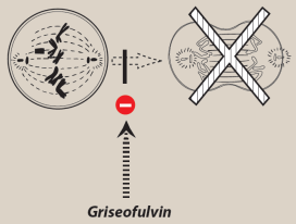 <ul><li><p>Oral agent</p></li><li><p>Disrupts microtubules = prevents spindle formation = inhibits mitosis</p></li><li><p>Accumulates in newly synthesized keratinized tissue; used for dermatophytic nail infections</p></li><li><p>Treatment duration up to 1 year</p></li><li><p>Induces hepatic cytochrome P450,&nbsp;↑ metabolism of other drugs, e.g. anticoagulants</p></li><li><p>Largely superseded by terbinafine and itraconazole; still used for skin and hair fungal infections</p></li></ul><p></p>