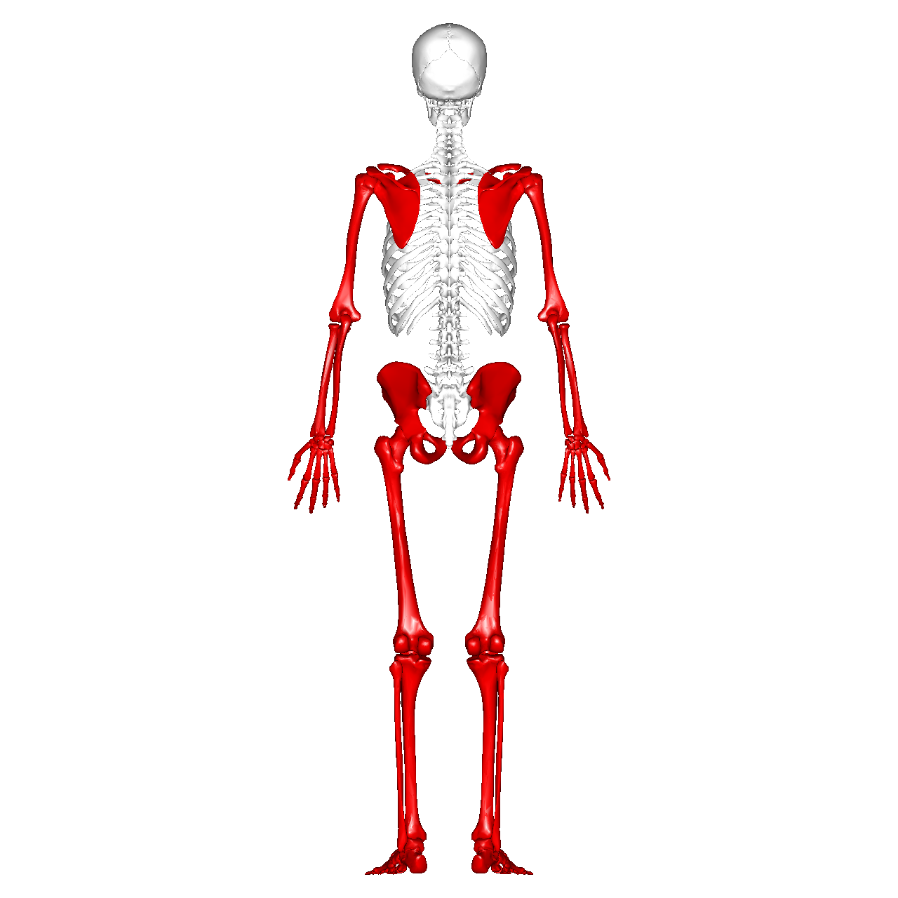 <p>What part of the skeletal system is this?</p>