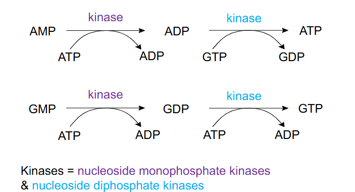 <p>ADP, ATP, GDP and GTP via phosphorylation</p>